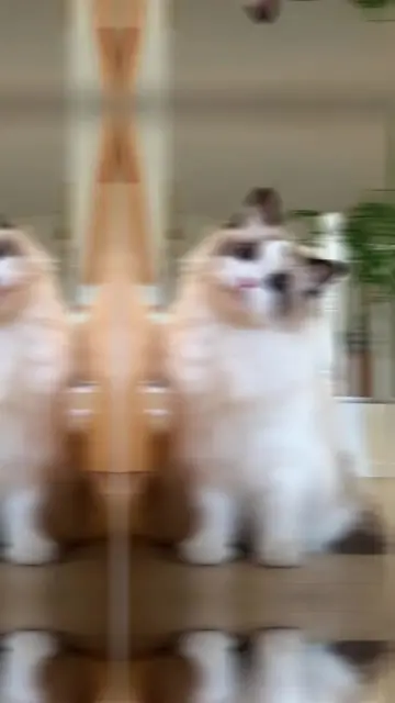 #cat #catparents #ragdoll #mainecoon #bengal  CAT PARENTS JOIN US ON BUDDYPAWS A