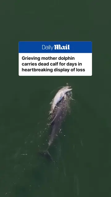 A mother dolphin has been seen carrying her deceased calf through an Australian 