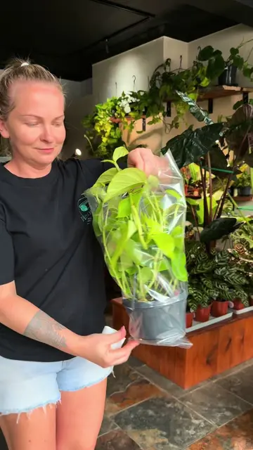 ✨ Epipremnum Aureum Gold – Golden Pothos (Hanging) – £20 ✨ Also known as Devil’s