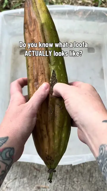 Now, this is a REAL loofa