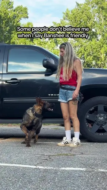 Protection dog, Banshee, is not an aggressive dog.   She is pretty friendly. Ban