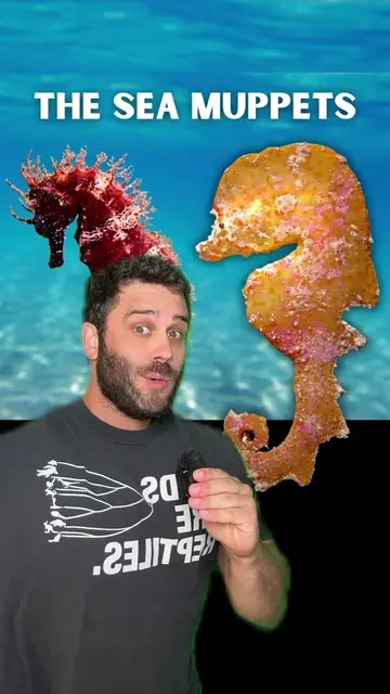 The Sea Muppets (NOT SEA HORSES): A Mysterious Case of Convergent Evolution #ani