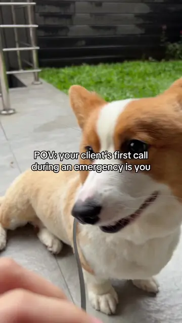 We dont just build relationships with the pets, we build them with their furpare