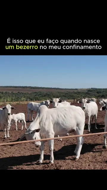 #pecuaria #antoniobussiki