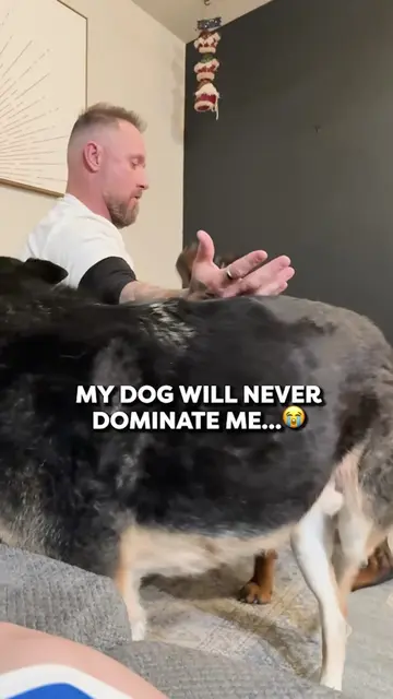 The internet thinks my dog dominates me... 😱 People online are convinced my Rot