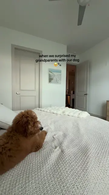 my favorite video ever ☺️☺️ #minigoldendoodle #dogsoftiktok #puppy #surprise #fy