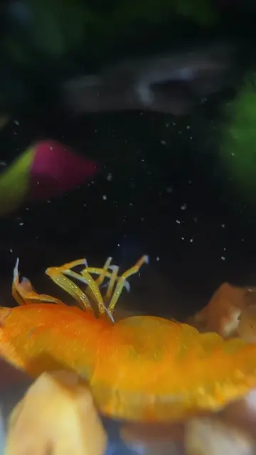 ¡MUY MALAS NOTICIAS! en LA PECERA DE ADRIANA💔🥺🦐 #shrimp #plantedtank #fishtan