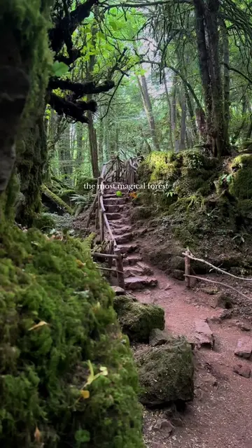 The most magical forest 🌳🪾🍂 Like a scene from The Hobbit, Harry Potter or Lor