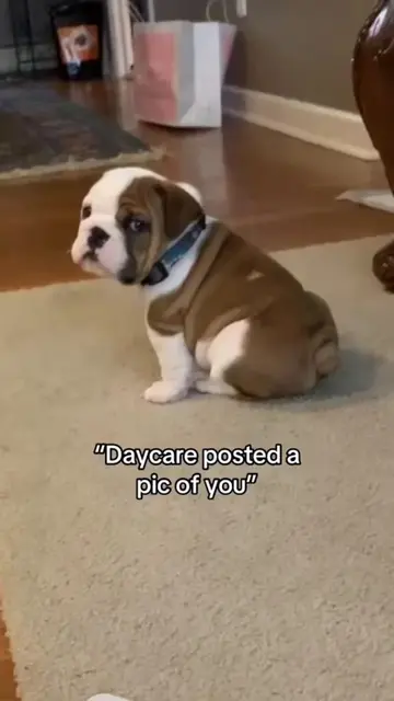 I can do a million of these 🤣 #dogsoftiktok #dogtok #puppytiktok #funnyvideo #f