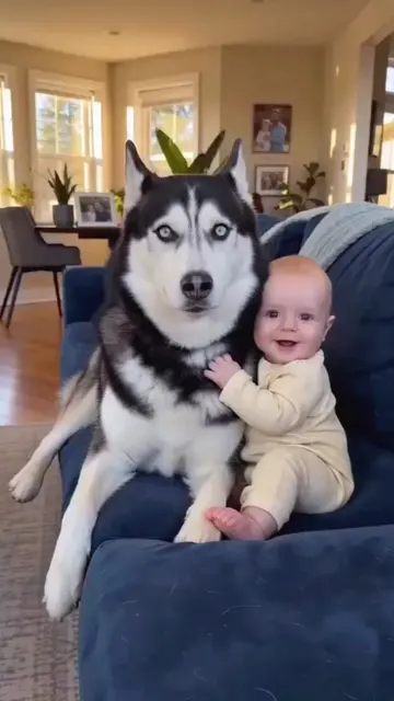 Sheldon Said: “This Is My Baby Now!” 😂🐶👶….#baby #dog #funnyvideos #funnydog #