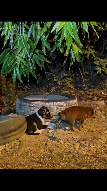More dumped puppies💔😭 Right after posting about a dumped mama dog and her pupp