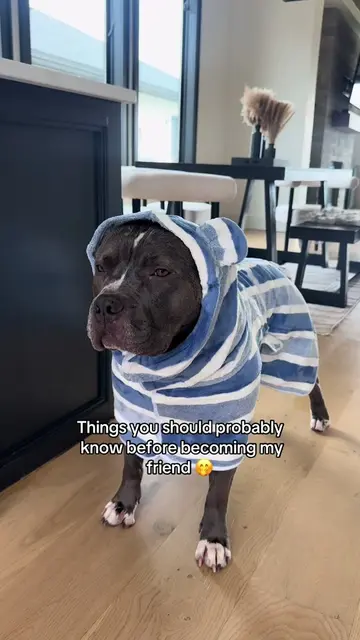 Fun facts about me☺️ #dogtok #funnydogvideos #funnydogsoftiktok #pitbulls #dogso