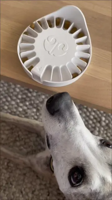 Louis almost can’t wait until his Go Dogo is loaded 😆 This is level 6 “stand” i