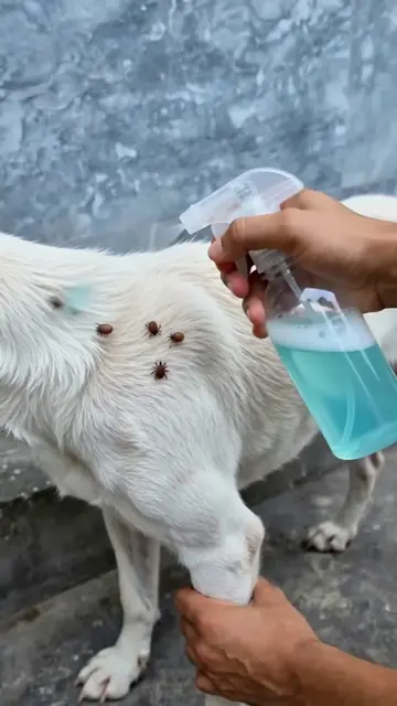 How to Make a Dog Cleaning Spray at Home