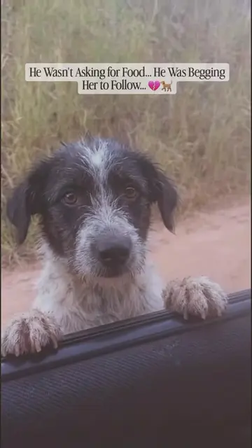 She thought the stray dog wanted food or attention. Instead, he was desperately 