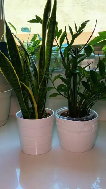 Instead of buying one giant plant… I made one. 🌿😂 Snake Plants and ZZ Plants h