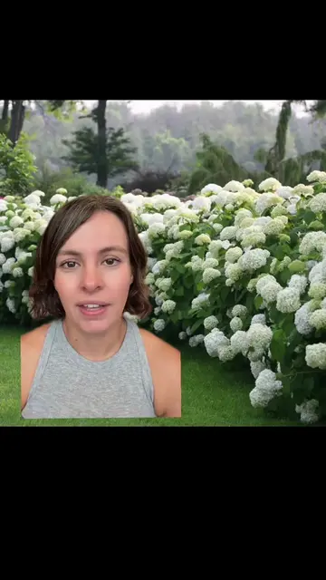 Top 5 hydrangeas that I would recommend to hydrangea beginners or to people who 