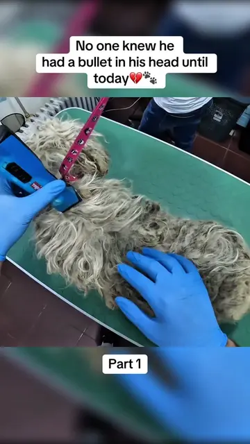 We thought this would be just another matted dog rescue but we had no idea what 