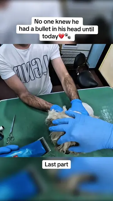What we found beneath his matted fur broke our hearts💔 Hidden inside his head w