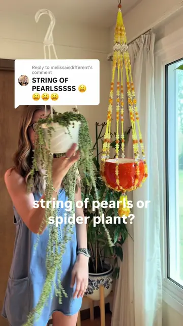 Replying to @melissaisdifferent HELP IM A CERTIFIED STRING OF PEARLS K*LLER plea