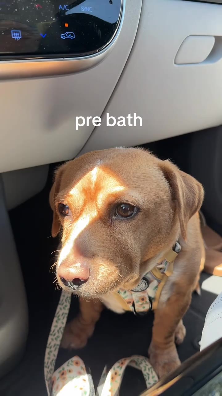 a squeaky clean cashew in her clean girl era 🧼🐾 #cashew #spaday #dogsoftiktok 