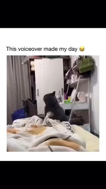 voice-over gets me everytime!! #voiceover #fyp #lol #cat #catsoftiktok 