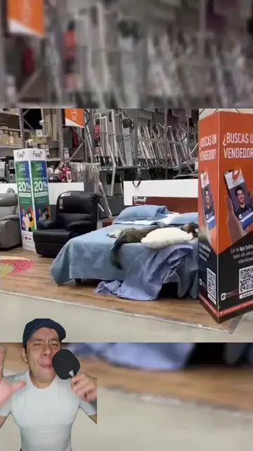 Un perrito sin hogar convirtió esta mueblería en un lugar especial 🐶❤️🛏️ #dog 