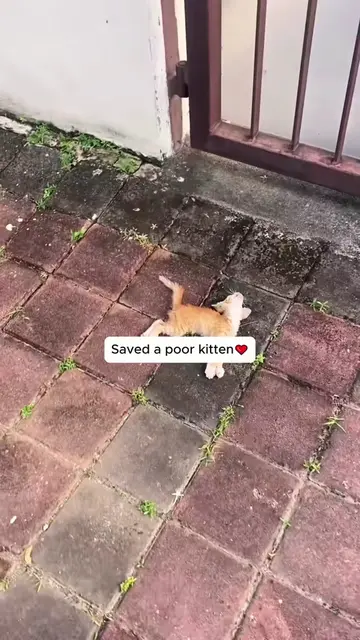 Hearing a cry, I saw …. #rescue #animals #kitten #cat #catsoftiktok 