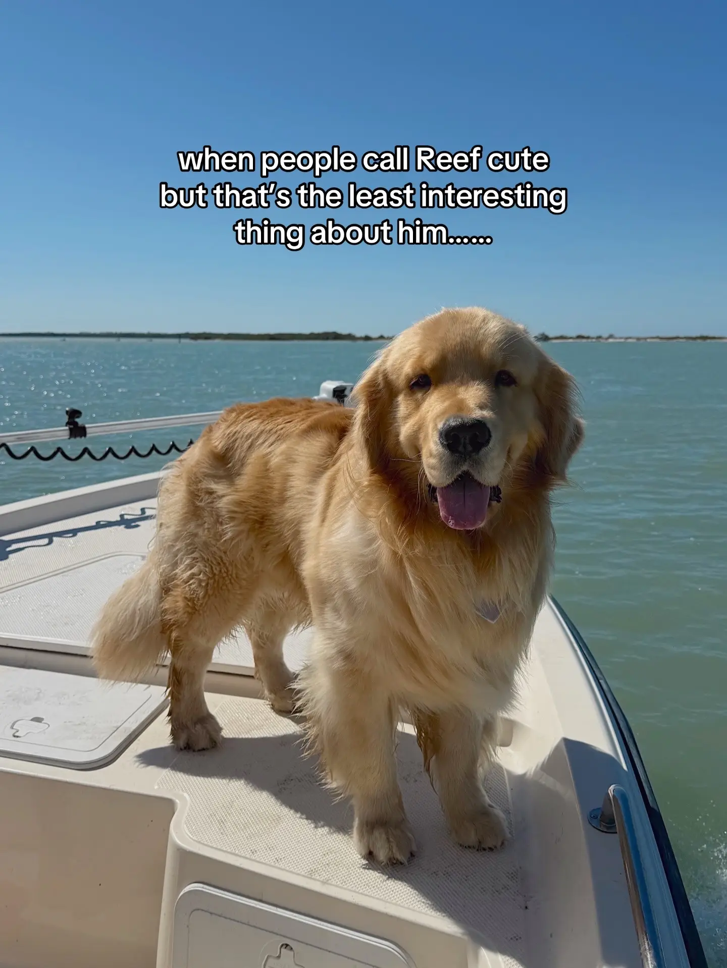 much more than just a pretty face #reefthegolden #goldenretriever 