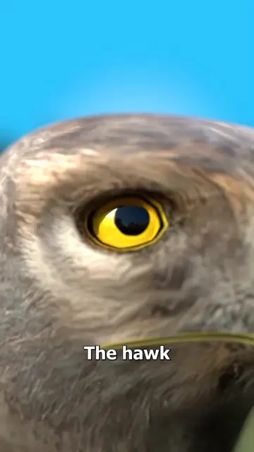 How A Hawk Snare Trap Works 🤔 #DidYouKnow #fyp #zackdfilmsfan #zackdfilms #funf