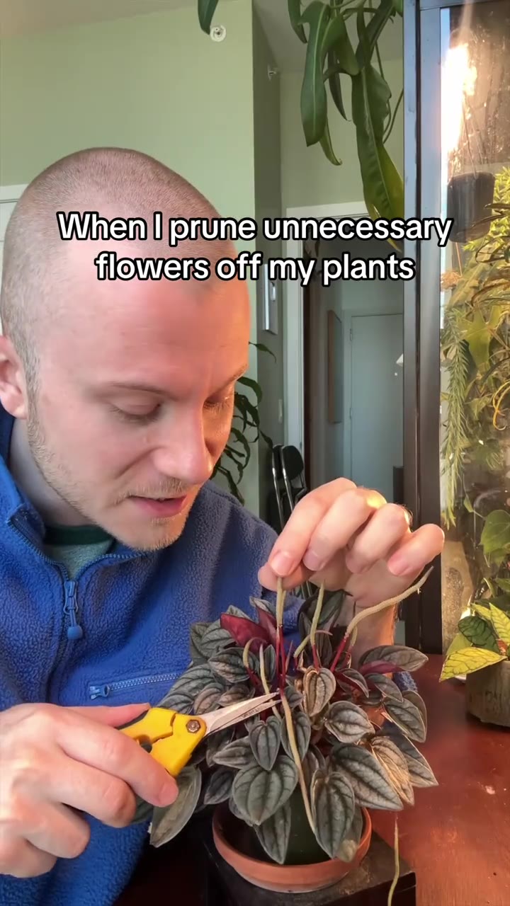Stop being dramatic and put some energy into making some new leaves instead of t