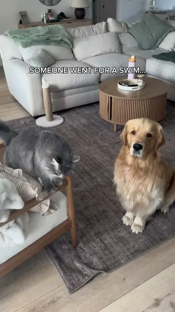 Caught the culprit thanks to evidence from @Furbo Pet Camera Nanny 3.0 and Mini 