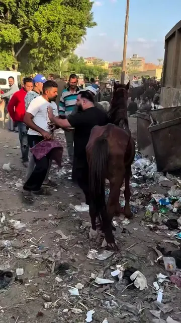#rescueanimals #horse #rescue #Love #foryoupagе 