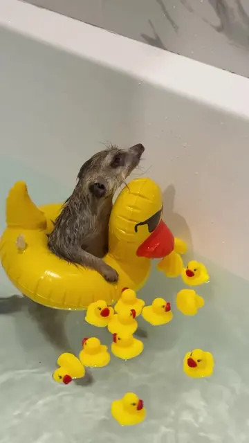 Timon with ducks 💛 Тимон с уточками 💛 #сурикат #meerkat #suricata #suricate #狐