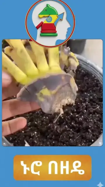 #GardeningTips #PlantingHacks #BananaPlanting#lifehacks #Lifestyle 