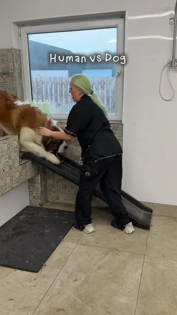 The reality of being a large dog groomer 💀  #doggroomer #dogbath #funnydog #stb