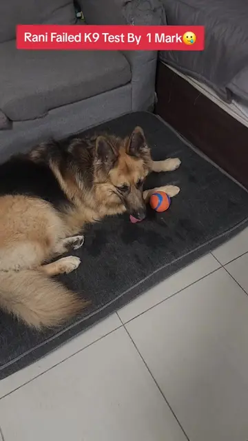 This Rani don't study  🤣🤣🤣🤣🤣Our Rocky GS Genius 🥰🥰🥰#fyp #PetsOfTikTok #g