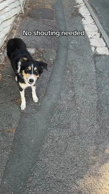 Just a bit of love and praise needed for your dog walk #collie 