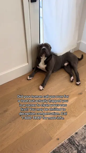 The nervous tail wag🫣🤣 #dogsoftiktoks #dogproblems #dogparents #funnydogvideos