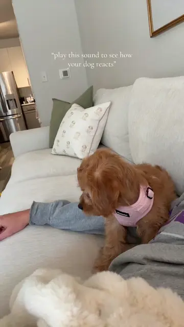 majorrrr head tilts🤣🤣  #funnypuppy #dogsoundchallenge #cavapoo #Puppylife #dog