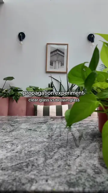 Time for a new propagation experiment! 🌱 This time I’m seeing if the colour of 