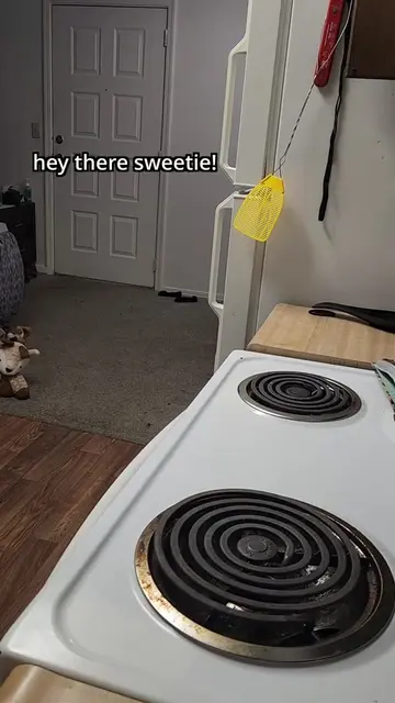 Hey there cutie~ were making somw enchiladas sweetie and i need a paw! Why dont 