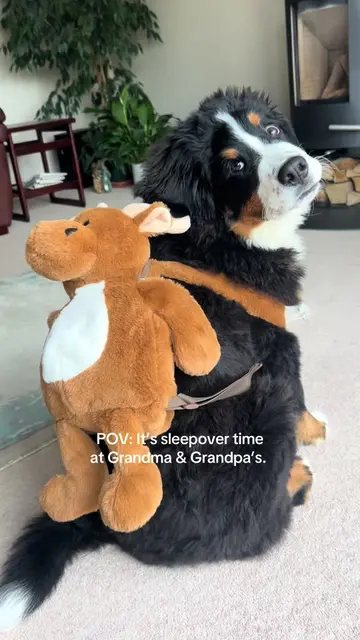 Guess who’s off to be absolutely spoiled?  #bernese #bernesepuppy #cutepuppyvide