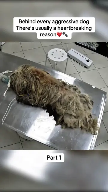 A dog doesn’t become aggressive for no reason… Sometimes, fear is all they’ve ev