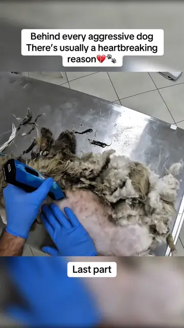 Sometimes, the biggest transformation isn’t how a dog looks… It’s how much pain 