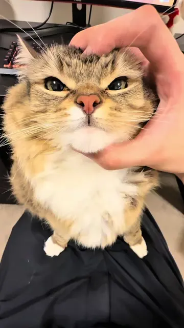 Living with two cats has taught me that hydration is about so much more than sim
