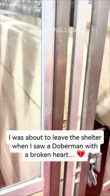 UPDATE: ADOPTED ❤️🎉🥹 Today I was volunteering at the shelter, and right before