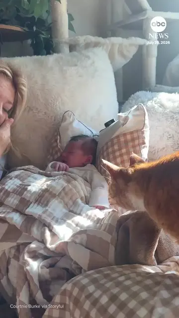 A curious pet cat in New York gently tapped a newborn baby during their first me