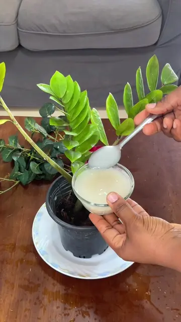 ¡Haz crecer tus PLANTAS con LECHE, VAINILLA y AZÚCAR! 🌿✨ Olvídate de los químic