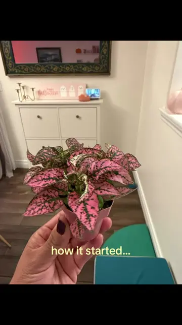Obsessed may be an understatement #pinkplants #plantcare #houseplants #indoorpla